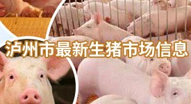 泸州市最新生豬市場信息平台